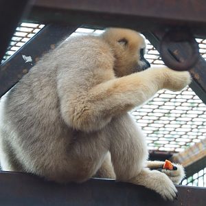 Northern white-cheeked gibbon (Nomascus leucogenys), 2023-03-28