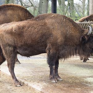 Wisent (Bison bonasus), 2023-03-28
