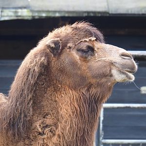 Domestic Bactrian camel (Camelus bactrianus), 2023-03-28
