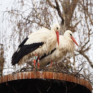 European white storks (Ciconia ciconia), 2023-03-28