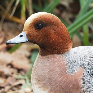 Eurasian wigeon drake (Mareca penelope), 2023-03-28