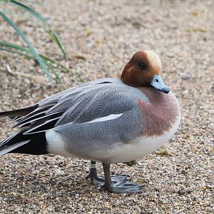 Eurasian wigeon drake (Mareca penelope), 2023-03-28