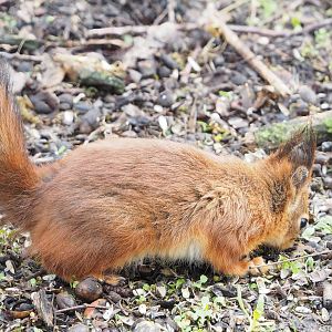 Wild Eurasian red squirrel (Sciurus vulgaris), 2023-03-28