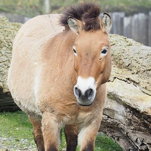 Przewalski's horse (Equus ferus przewalskii), 2023-03-28