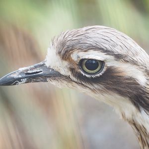 Bush stone-curlew (Burhinus grallarius), 2023-03-28