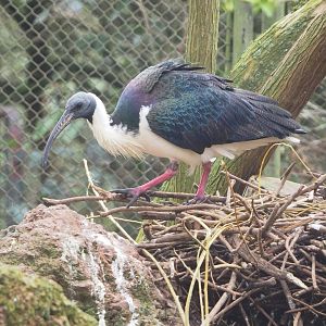 Straw-necked ibis (Threskiornis spinicollis), 2023-03-28