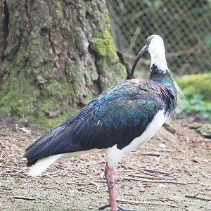 Straw-necked ibis (Threskiornis spinicollis), 2023-03-28