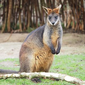 Swamp wallaby (Wallabia bicolor), 2023-03-28