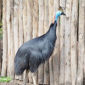 Double-wattled cassowary (Casuarius casuarius), 2023-03-28