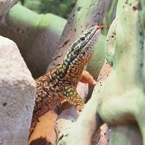 Spiny-tailed monitor (Varanus acanthurus), 2023-03-28