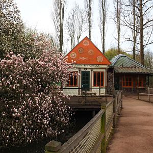 Australian terrarium house and flowering Magnolia, 2023-03-28