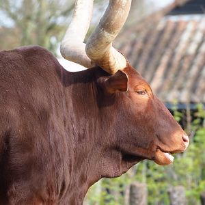 Ankole-Watusi cattle (Bos taurus indicus), 2023-03-28