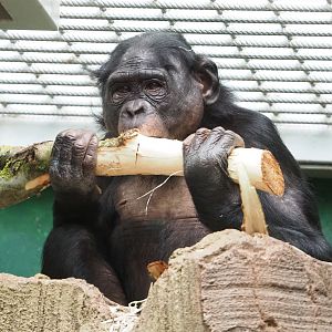 Bonobo (Pan paniscus), 2023-03-28