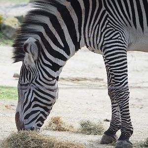 Grévy's zebra (Equus grevyi), 2023-03-28