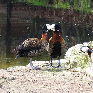 White-faced whistling ducks (Dendrocygna viduata), 2023-03-28