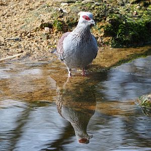 Speckled pigeon (Columba guinea), 2023-03-28