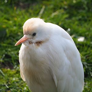 Western cattle egret (Bubulcus ibis), 2023-03-28