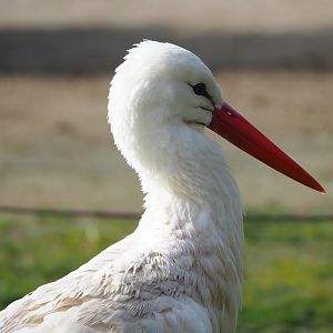 European white stork (Ciconia ciconia), 2023-03-28