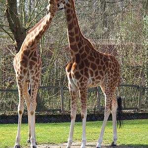Kordofan giraffes (Giraffa camelopardalis antiquorum), 2023-03-28