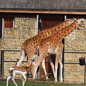 Kordofan giraffes (Giraffa camelopardalis antiquorum) and Mhorr gazelles (Nanger dama mhorr), 2023-03-28