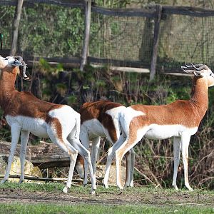 Mhorr gazelles (Nanger dama mhorr), 2023-03-28