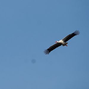 European white stork (Ciconia ciconia) in flight, 2023-03-28