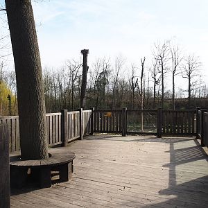 Upper viewing platform for Barbary macaque exhibit, 2023-03-28