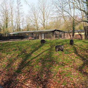 Normally off-show ungulate paddock with Chacoan peccaries, 2023-03-28