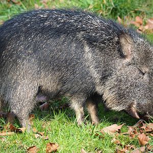 Chacoan peccary (Catagonus wagneri), 2023-03-28