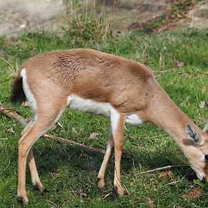 Slender-horned gazelle (Gazella leptoceros), 2023-03-28
