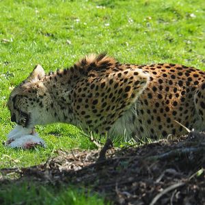 Sudan cheetah (Acinonyx jubatus soemmeringii) eating a rabbit, 2023-03-28