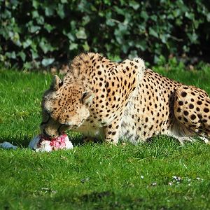 Sudan cheetah (Acinonyx jubatus soemmeringii) eating a rabbit, 2023-03-28