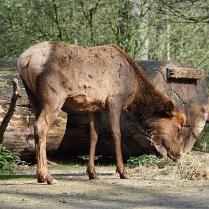 Wapiti (Cervus canadensis), 2023-03-28