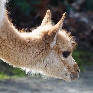 Vicuña (Vicugna vicugna), 2023-03-28