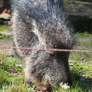 Chacoan peccary (Catagonus wagneri), 2023-03-28