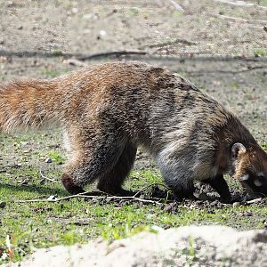 White-nosed coati (Nasua narica), 2023-03-28