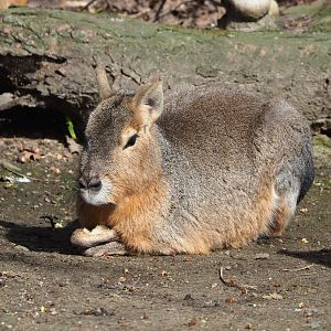 Patagonian mara (Dolichotis patagonum), 2023-03-28