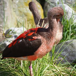 Juvenile Scarlet ibis (Eudocimus ruber), 2023-03-28