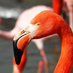 American flamingo (Phoenicopterus ruber), 2023-03-28