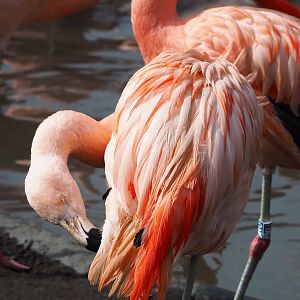 Chilean flamingo (Phoenicopterus chilensis), 2023-03-28