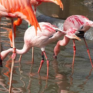 Lesser flamingo (Phoeniconaias minor), 2023-03-28
