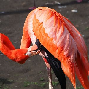 American flamingo (Phoenicopterus ruber), 2023-03-28