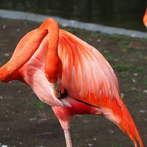 American flamingo (Phoenicopterus ruber), 2023-03-28