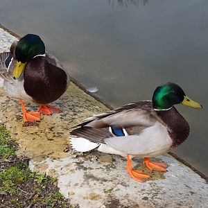Wild Mallard drakes (Anas platyrhynchos), 2023-03-28
