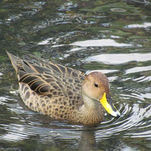 Yellow-billed Pintail