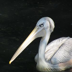 Pink-backed Pelican