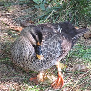 Indian Spot-billed Duck
