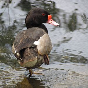 Rosy-billed Pochard