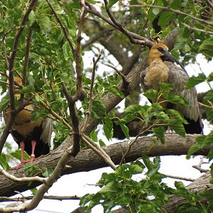 Black-faced Ibis
