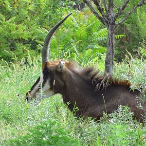 Sable Antelope